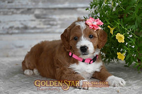 F1b Mini Goldendoodle
