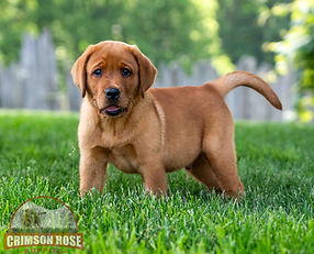 Fox Red Labrador Retriever Puppy