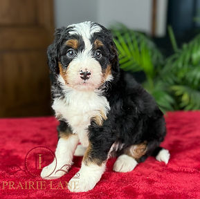 Mini Bernedoodle Puppy