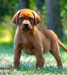 Fox Red Labrador Retriever Puppy