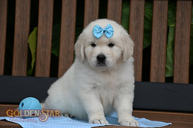 English Cream Golden Retriever