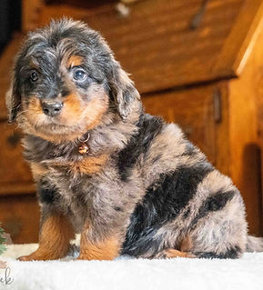 Mini Goldendoodle Puppy