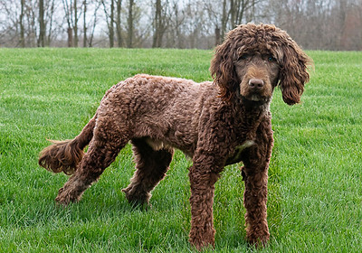 Portuguese Water Dog
