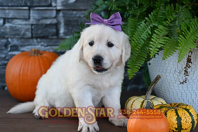 English Cream Golden Retriever