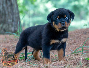 Rottweiler Puppy