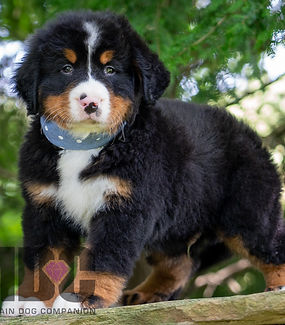 Bernese Mountain Dog