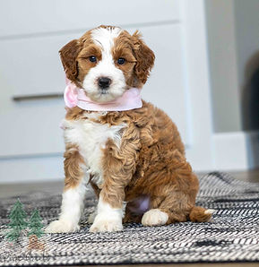 Mini Goldendoodle Puppy