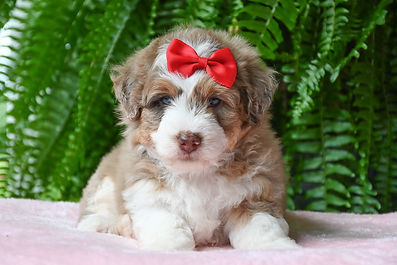 F1 Mini Aussiedoodle