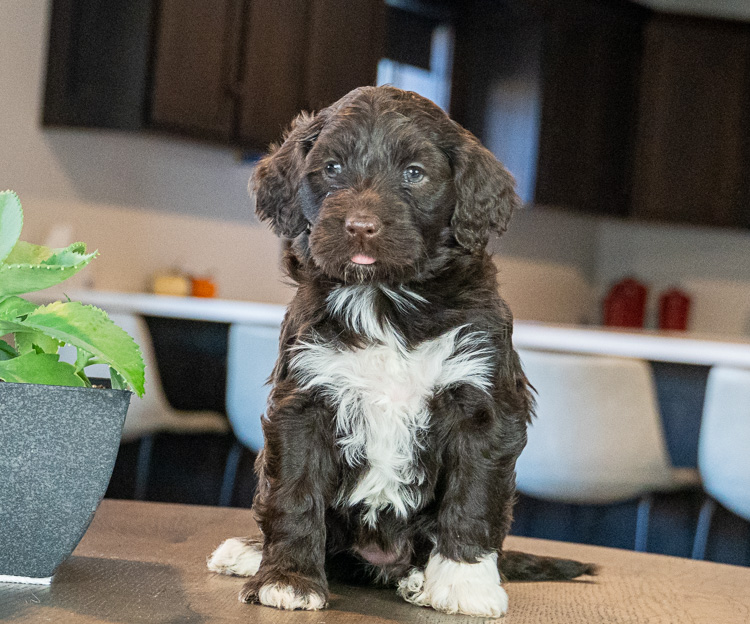 Portuguese Water Dog Puppies For Sale Family Porties Ohio