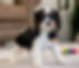 Cavalier King Charles Spaniel Puppy