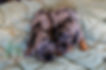 Mini Goldendoodle Puppy Females