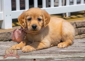 Mini Golden Retriever Puppy