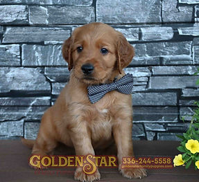 Golden Irish Retriever