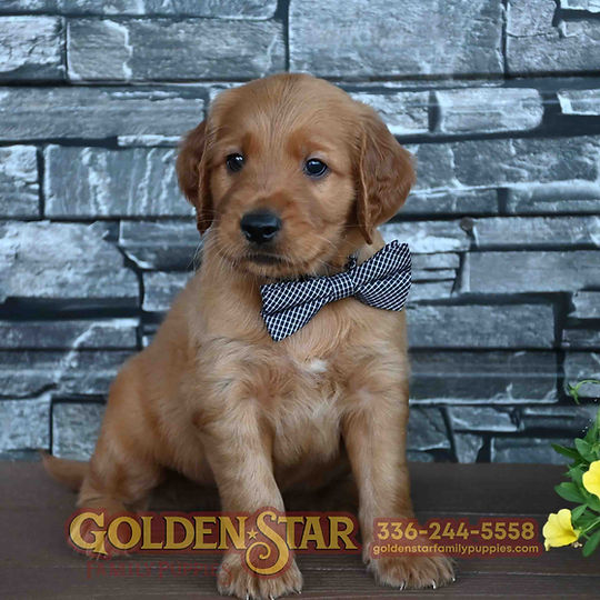Golden Irish Retriever