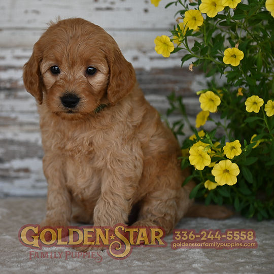 F1 Mini Goldendoodle