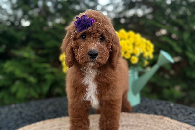 F1B Mini Goldendoodle