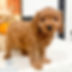 Cavapoo Puppy