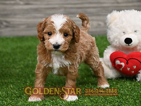 Mini Goldendoodle