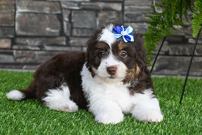 F1 Mini Aussiedoodle
