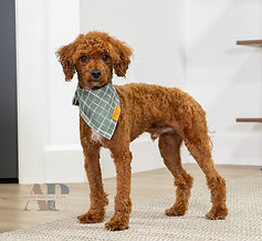 F1B Cavapoo