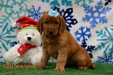 Golden Irish Retriever