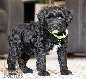Portuguese Water Dog Puppy