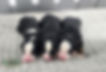 Bernese Mountain Dog Puppy Males
