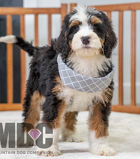Mini Bernedoodle Puppy