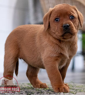 Fox Red Labrador Retriever Puppy