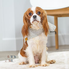 F1 Cavapoo