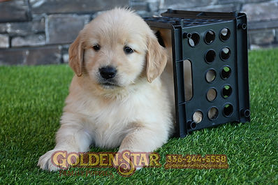 Golden Retriever