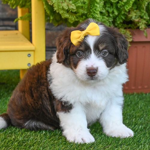 F1 Mini Aussiedoodle
