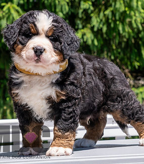 Bernese Mountain Dog Puppy