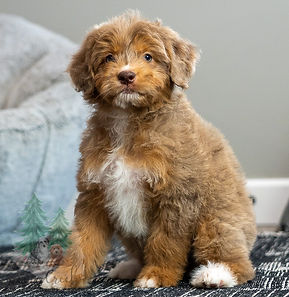 Mini Aussiedoodle Puppy