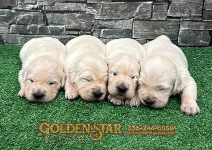 English Cream Golden Retriever Puppies Females