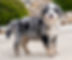 Mini Bernedoodle Puppy