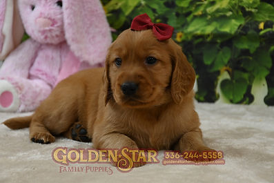 Golden Irish Retriever