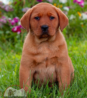 Fox Red Labrador Retriever Puppy