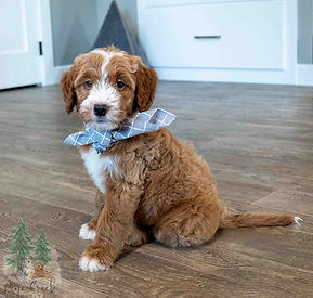 Mini Goldendoodle Puppy