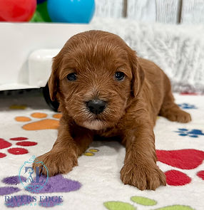 Cavapoo Puppy