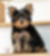 Yorkie Puppy