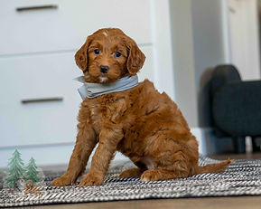 Mini Goldendoodle Puppy