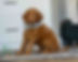 Mini Goldendoodle Puppy