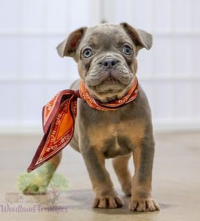 French Bulldog Puppy
