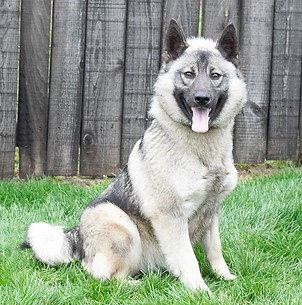 Elkhound