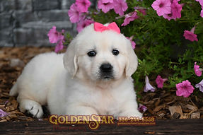English Cream Golden Retriever