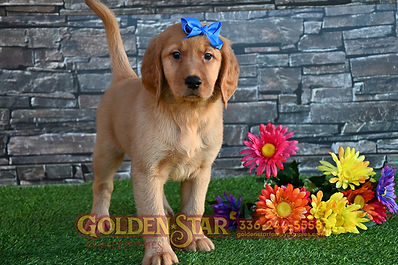 Golden Irish Retriever