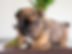 Frenchton Puppy