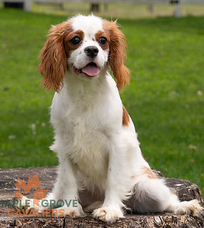 Cavalier King Charles Puppy