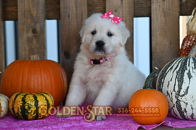 English Cream Golden Retriever